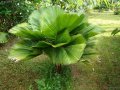 Licuala grandis - palmier nain exotique mi-ombre 2-3m